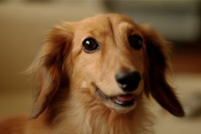 犬好き婚活
