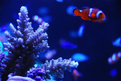 ヨコハマおもしろ水族館で避暑ウォーキング!