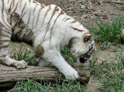 東武動物公園