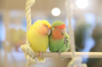 鳥カフェ